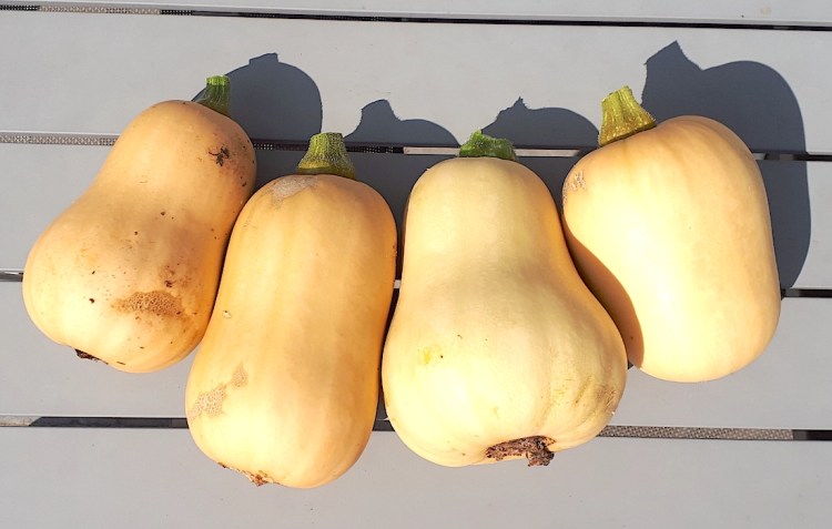 Planter ses propres&nbsp;légumes