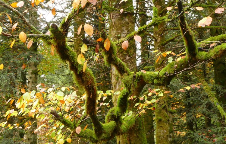Vous prendrez bien un bain de&nbsp;forêt?